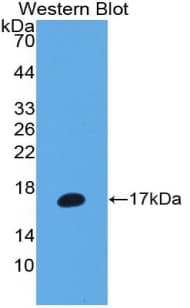 MMP3 Antibody (aa363-477, Biotin)