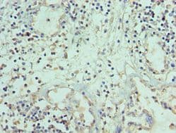 TNFSF12 / TWEAK Antibody (aa42-123)