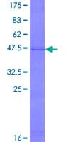 Human CCNE1 / Cyclin E1 Protein (Recombinant GST)