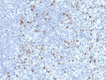 PRF1 / Perforin Antibody (clone PRF1/2470, Azide-free, BSA-free)