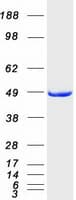 Human ILKAP Protein (Recombinant Myc-DDK (Flag))