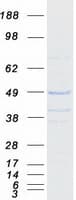 Human OSGEP Protein (Recombinant Myc-DDK (Flag))