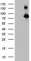 DGKA Antibody (clone OTI4A11, Carrier-free)
