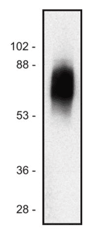 Monoclonal Mouse anti-Human SIT1 Antibody (clone SIT-01, Intracellular, WB)