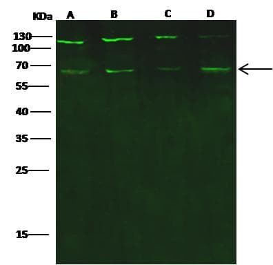 Polyclonal Rabbit anti-Human PHF1 Antibody (Preservative Free, IF, WB)