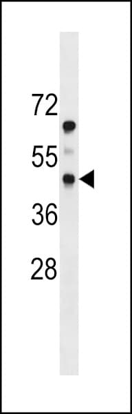 PRLTS / PDGFRL Antibody (aa16-44)