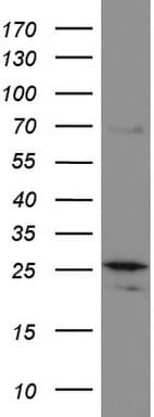 MRPS7 Antibody (aa38-242, clone UMAB156, Carrier-free)