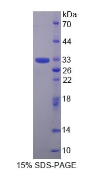 Mouse TOR1B / Torsin B Protein (Recombinant His-T7)