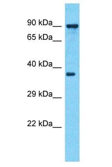 ARFIP1 Antibody (aa1-50)