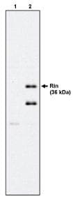 IHC-plus™ RIT2 / RIN Antibody (clone 27G2)