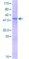 Human TMED6 Protein (Recombinant GST)