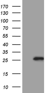 SLC9A1BP / CHP Antibody (clone OTI6F5, Carrier-free)