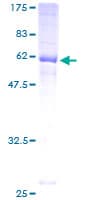Human JAM2 Protein (Recombinant GST)