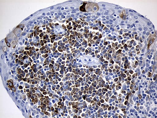 NAF-1 / CISD2 Antibody (clone OTI4D12)