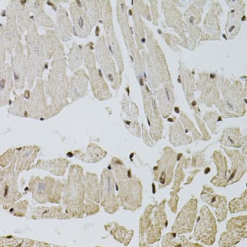 FGF2 / Basic FGF Antibody
