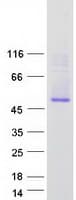 Human STEAP4 Protein (Recombinant Myc-DDK (Flag))