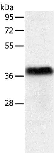PGBD2 Antibody