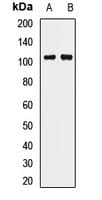 PIWIL2 Antibody