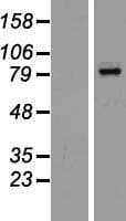BCL6 Protein (Over-Expression Lysate Myc-DDK (Flag))