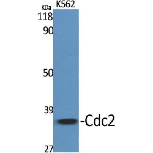 CDK1 / CDC2 Antibody (1-80 aa)
