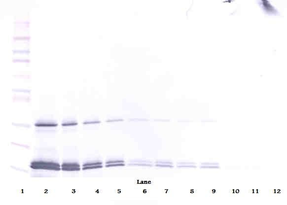 IL16 Antibody
