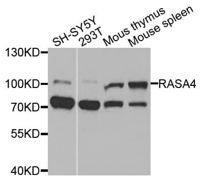 RASA4 / CAPRI Antibody