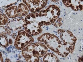 IVD Antibody (clone OTI1B10)