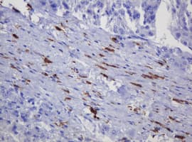Monoclonal Mouse anti-Human SOAT2 Antibody (clone OTI2E12, aa1-120, IHC)