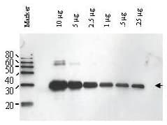 ULP1 Antibody