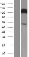 INPP4A Protein (Over-Expression Lysate Myc-DDK (Flag))