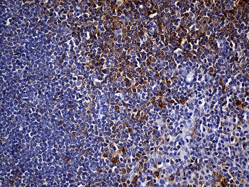 CYTH4 / PSCD4 Antibody (clone OTI4A5)