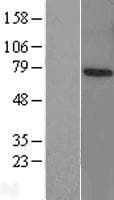 PJA1 / PRAJA1 Protein (Over-Expression Lysate Myc-DDK (Flag))