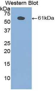 PLAA Antibody (aa534-792)