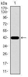 SPP1 / Osteopontin Antibody (Amino Acid: 167-314, clone 7C5H12)