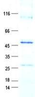 Human RTP4 / IFRG28 Protein (Recombinant GST, N-terminus + His, C-terminus)