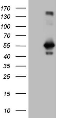 RAB3IP / RABIN3 Antibody (clone OTI5F2, Carrier-free)