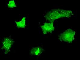 MCL1 / MCL 1 Antibody (clone OTI9D7)