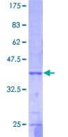 Human FUT2 / SE Protein (Recombinant GST)