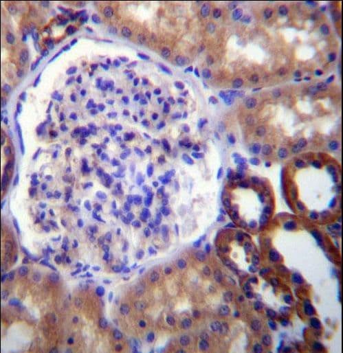 FUT6 Antibody (aa20-49)