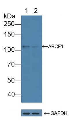 ABCF1 Antibody
