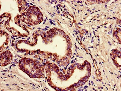 FAM3B Antibody