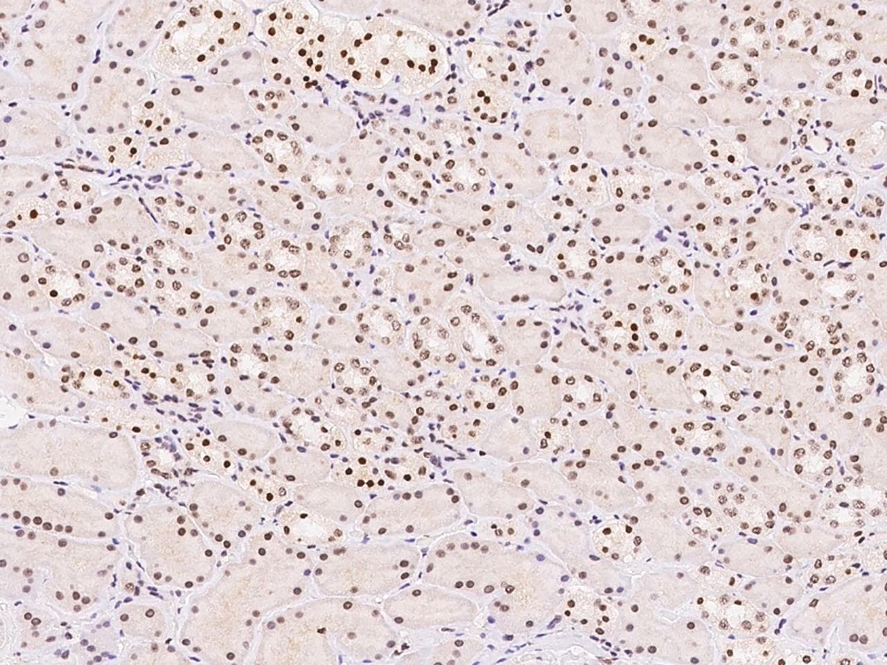 Polyclonal Rabbit anti-Human OPA3 Antibody (IHC)