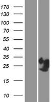 PRR4 / Proline Rich 4 Protein (Over-Expression Lysate Myc-DDK (Flag))