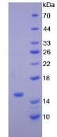 Mouse NPPB / BNP Protein (Recombinant His, N-Terminal)
