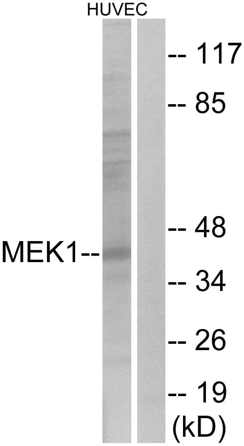 IHC-plus™ MAP2K1 / MKK1 / MEK1 Antibody (aa264-313)