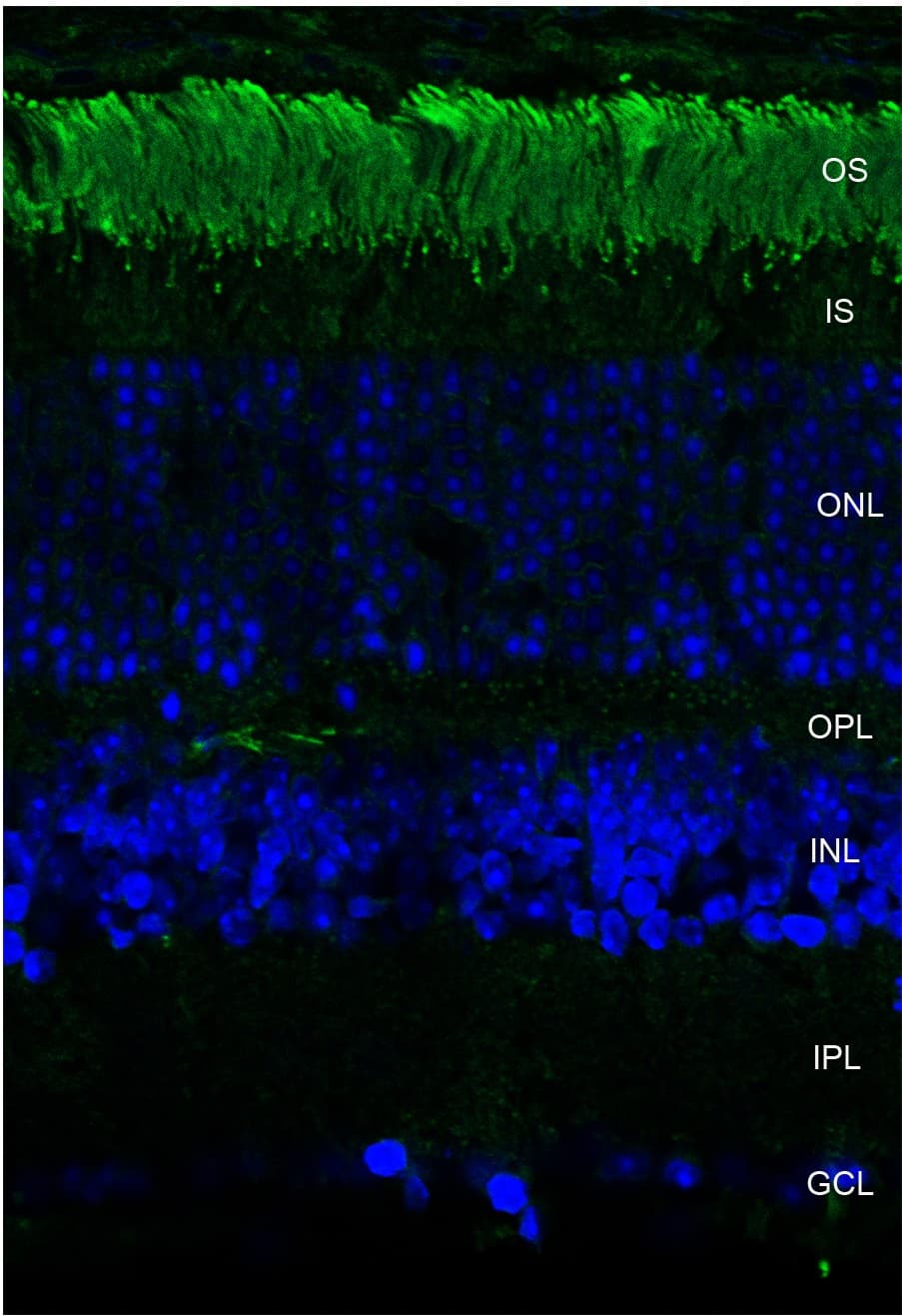Rhodopsin / RHO Antibody (clone Rho 4D2)