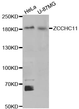 KIAA0191 / ZCCHC11 Antibody