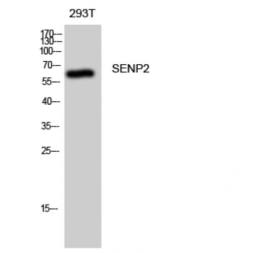 SENP2 Antibody (450-530 aa, C-terminal)