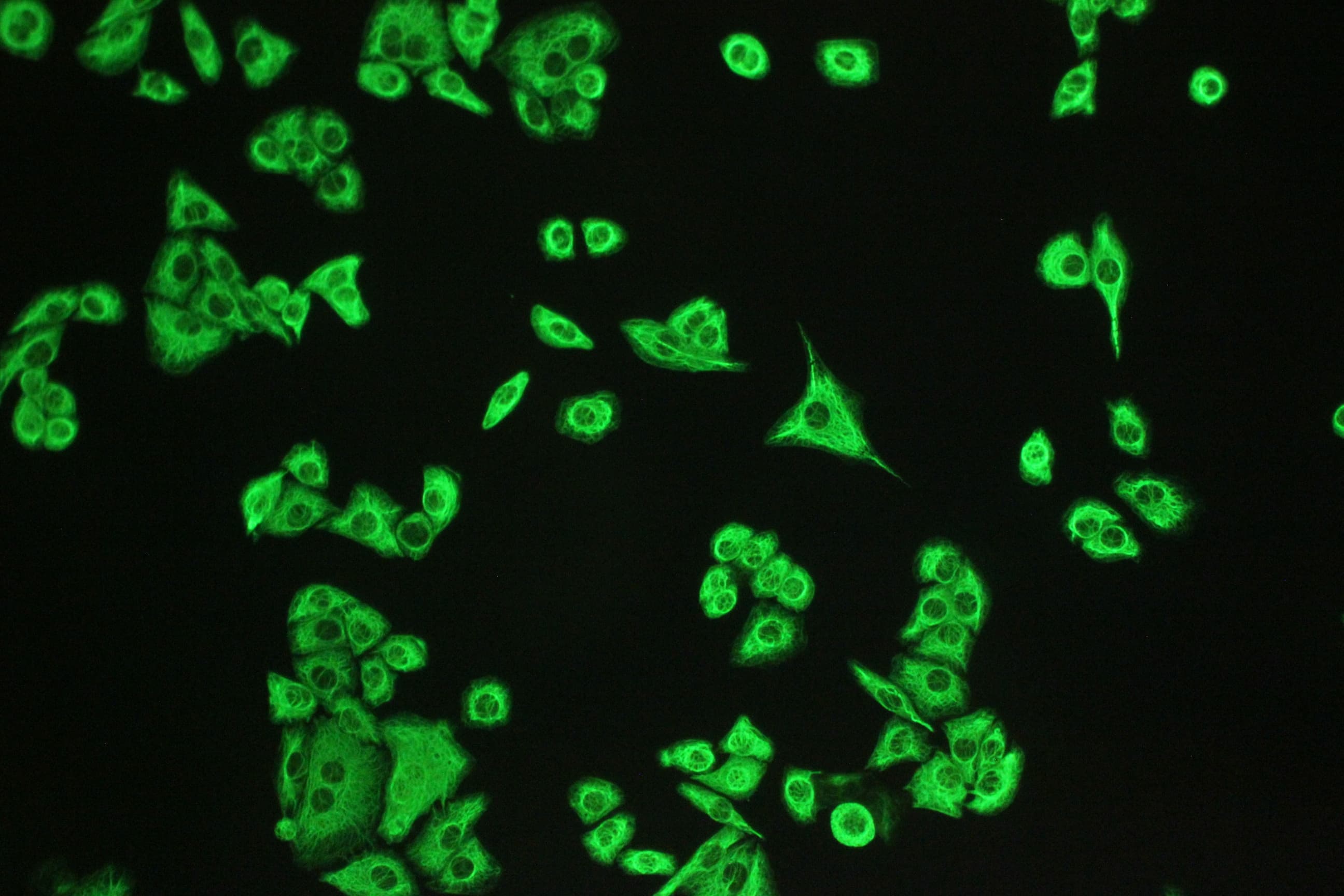 ECI1 / DCI Antibody (aa272-290)