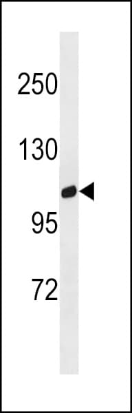IHC-plus™ GPRC6A Antibody (aa489-517)